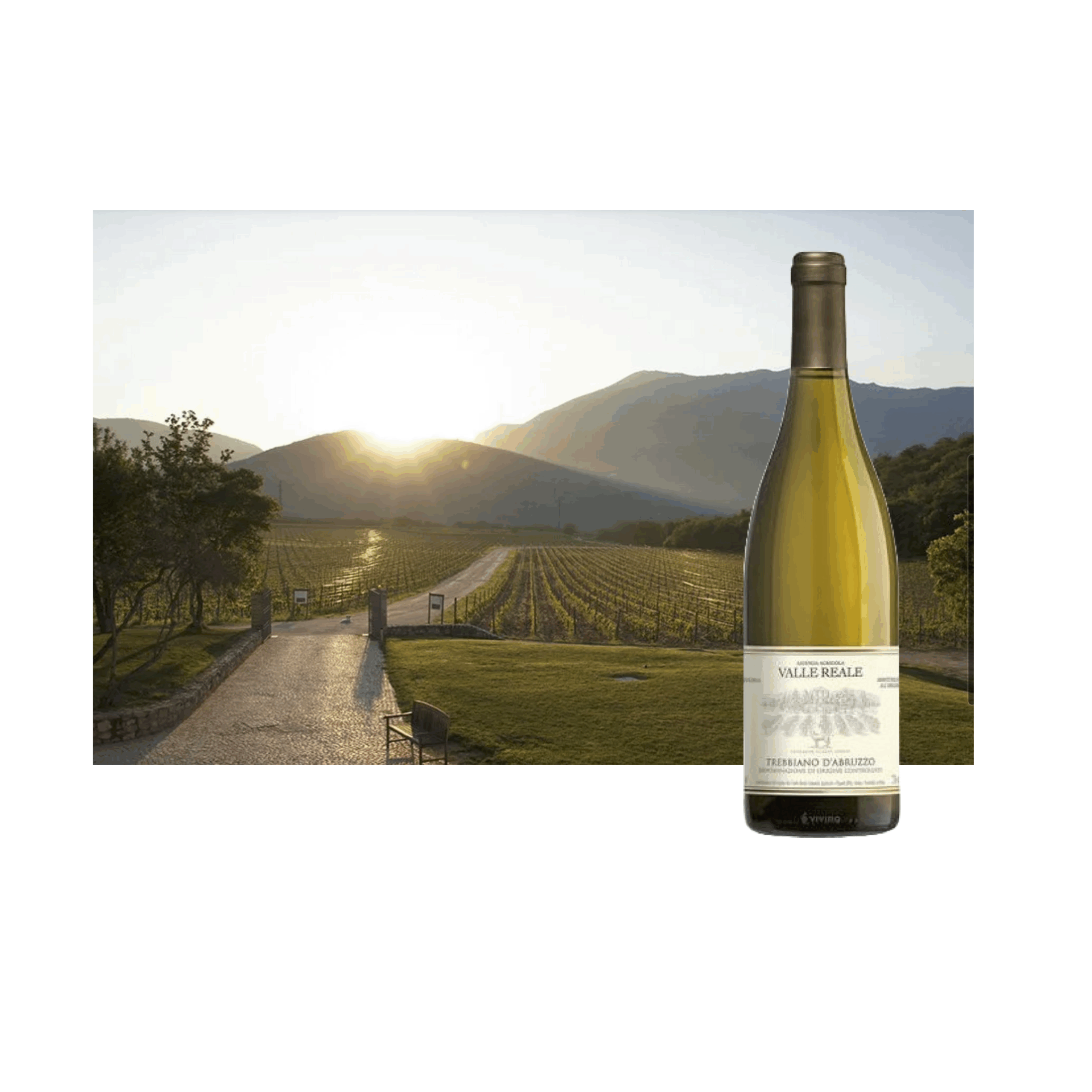 WINE TASTING VALLE REALE (Abruzzo)